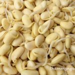 [REVIEW] Uống bột mầm đậu nành tăng vòng 1 có thực sự hiệu quả?